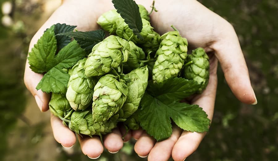 Jornada sobre el Lúpulo en Cervecería